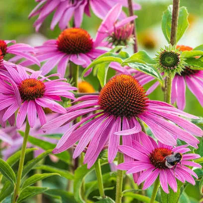 Echinacea Purpurea