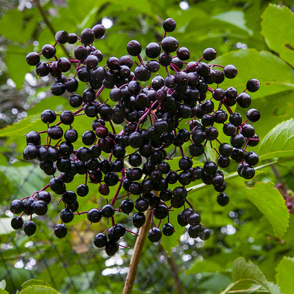 European Elderberry