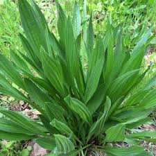 Plantain Leaf